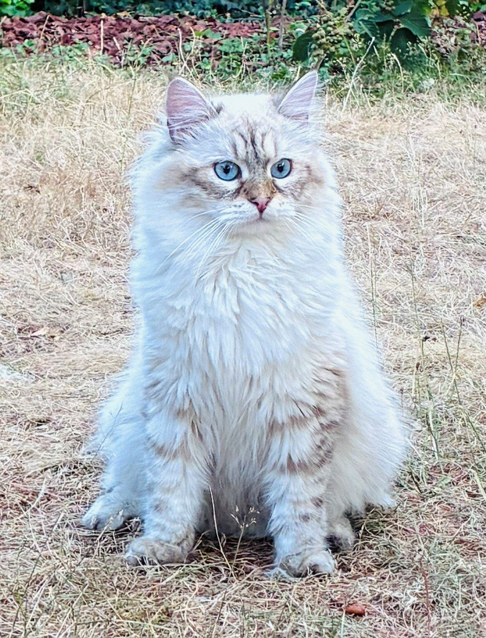Un regard bleu au cœur de la nature