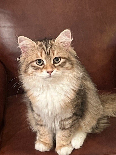 Ahsoka dans son environnement familial