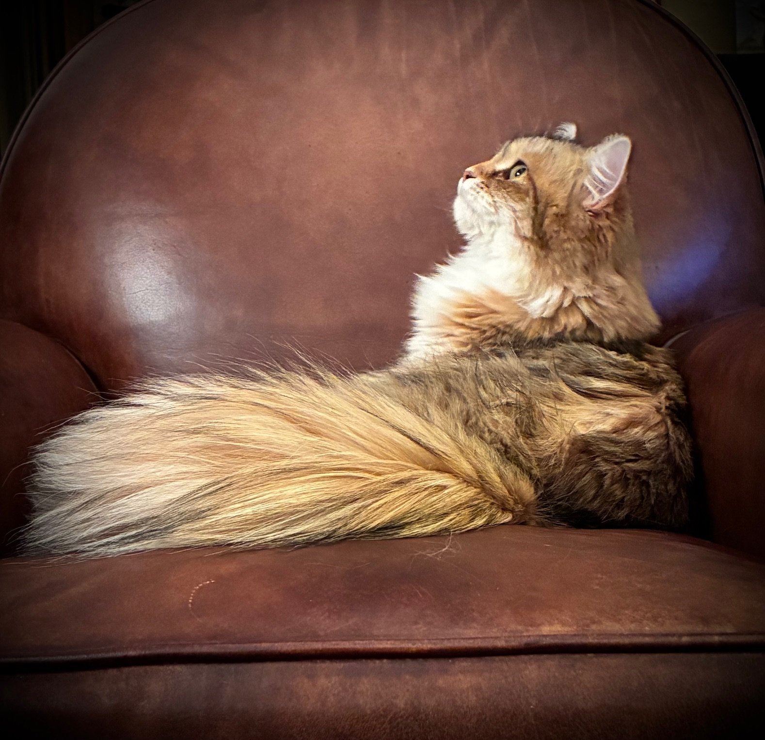 Chat sibérien Sylvaria dans la nature