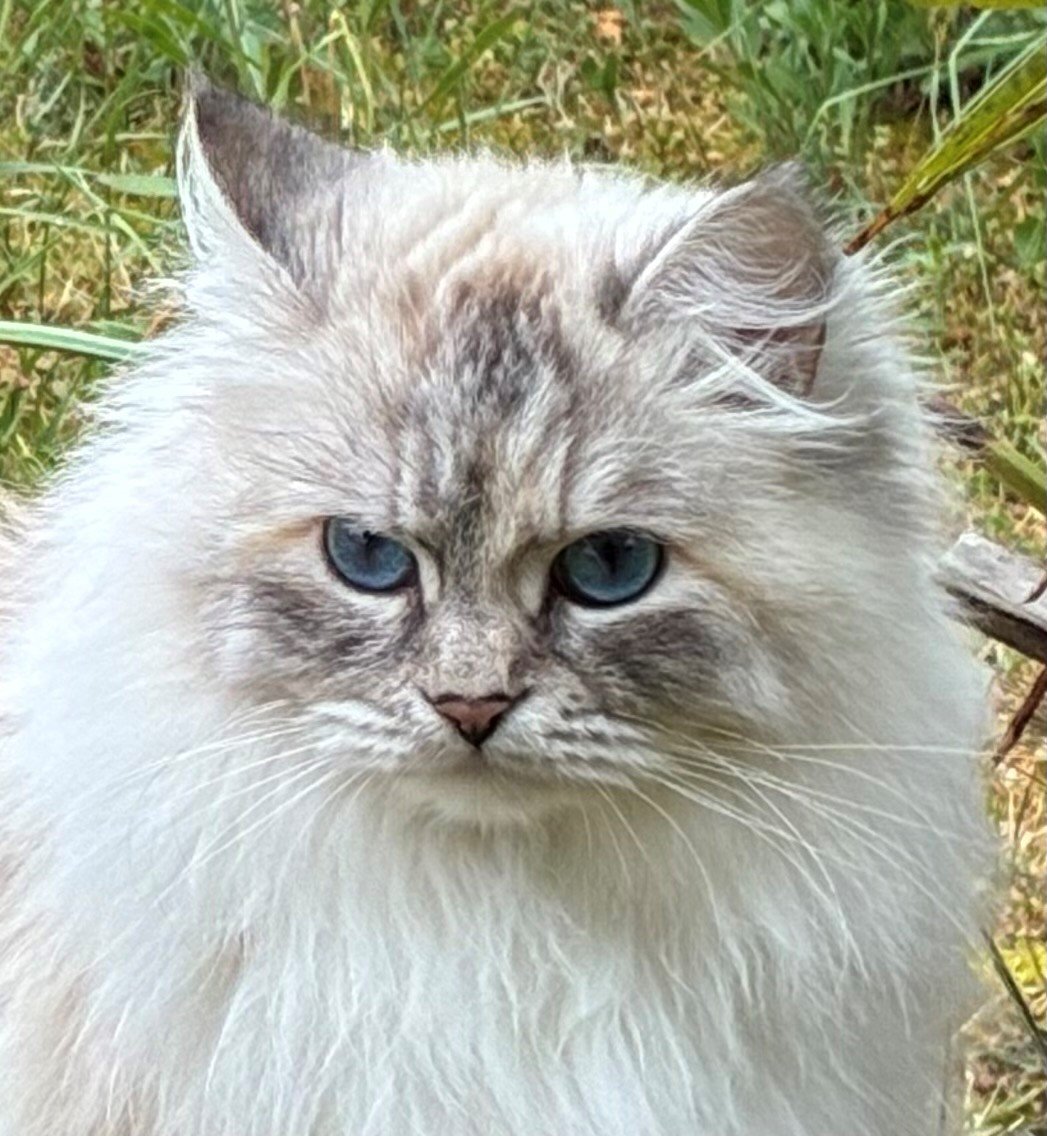 Portrait de chat sibérien