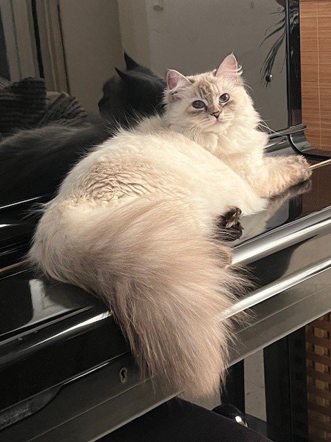 Yuzu, chat sibérien Sylvaria