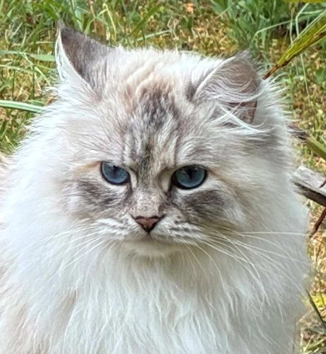 Portrait de chat sibérien