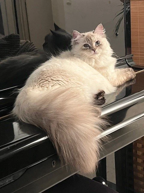 Yuzu, chat sibérien Sylvaria