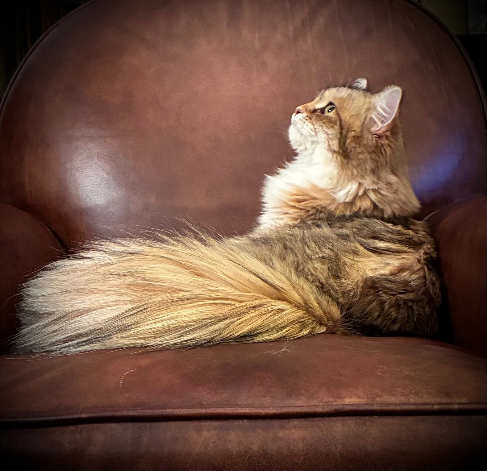Chat sibérien Sylvaria dans la nature