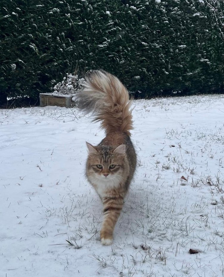 Portrait d’un chat sibérien Sylvaria